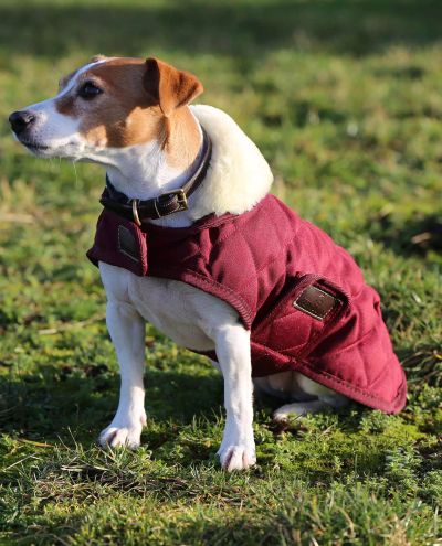 Dog Coat original Bordeaux