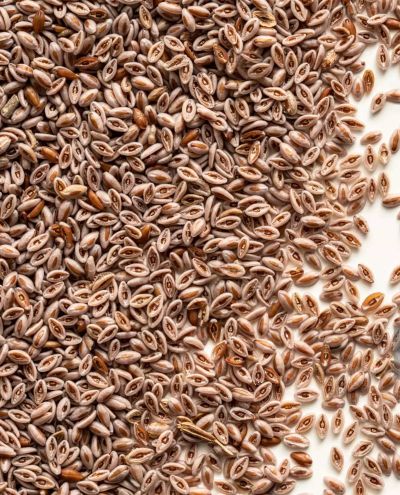 Semillas de psilio (2kg)